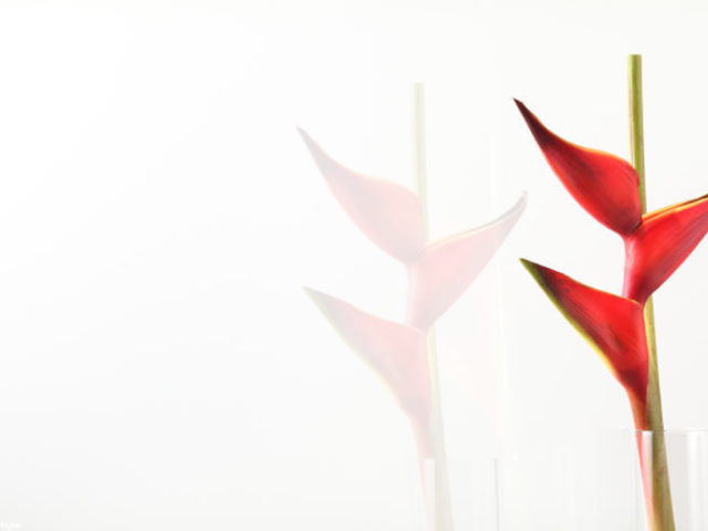 Pure White Glass Pure White Glass