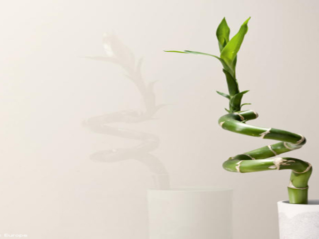 Pearl White Glass Pearl White Glass